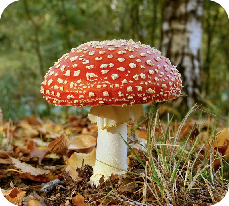 photo de champignon